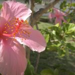 Espaço Exterior Canteiro